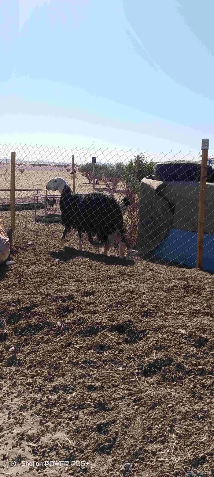 غنم ضان ومعزا بالإستراحة كامله ( في تثليث ) طريق آل قير 3