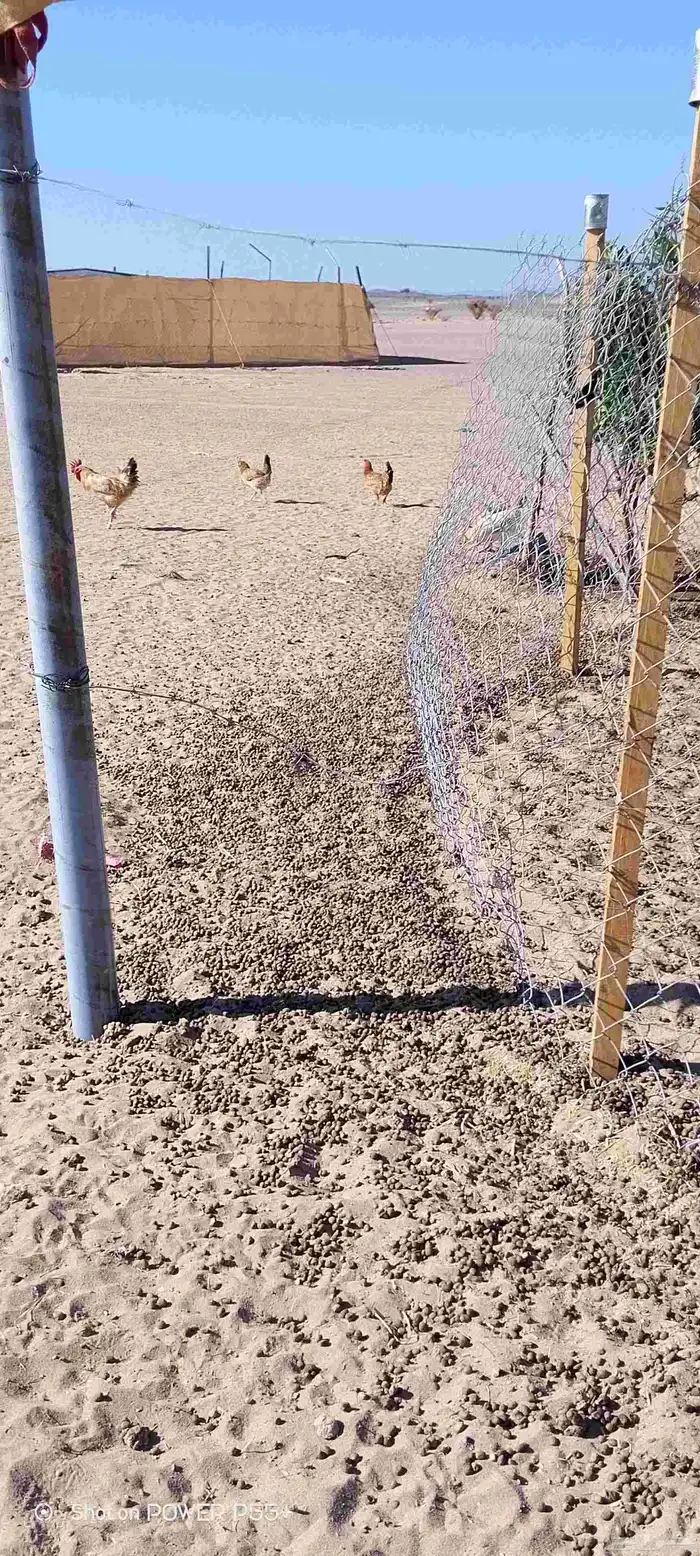 غنم ضان ومعزا بالإستراحة كامله ( في تثليث ) طريق آل قير 2