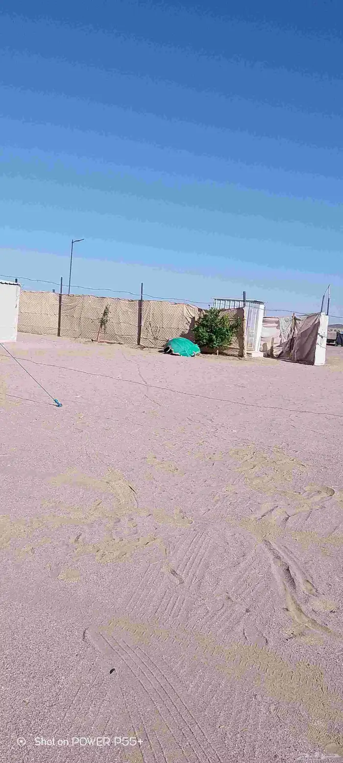 غنم ضان ومعزا بالإستراحة كامله ( في تثليث ) طريق آل قير 10