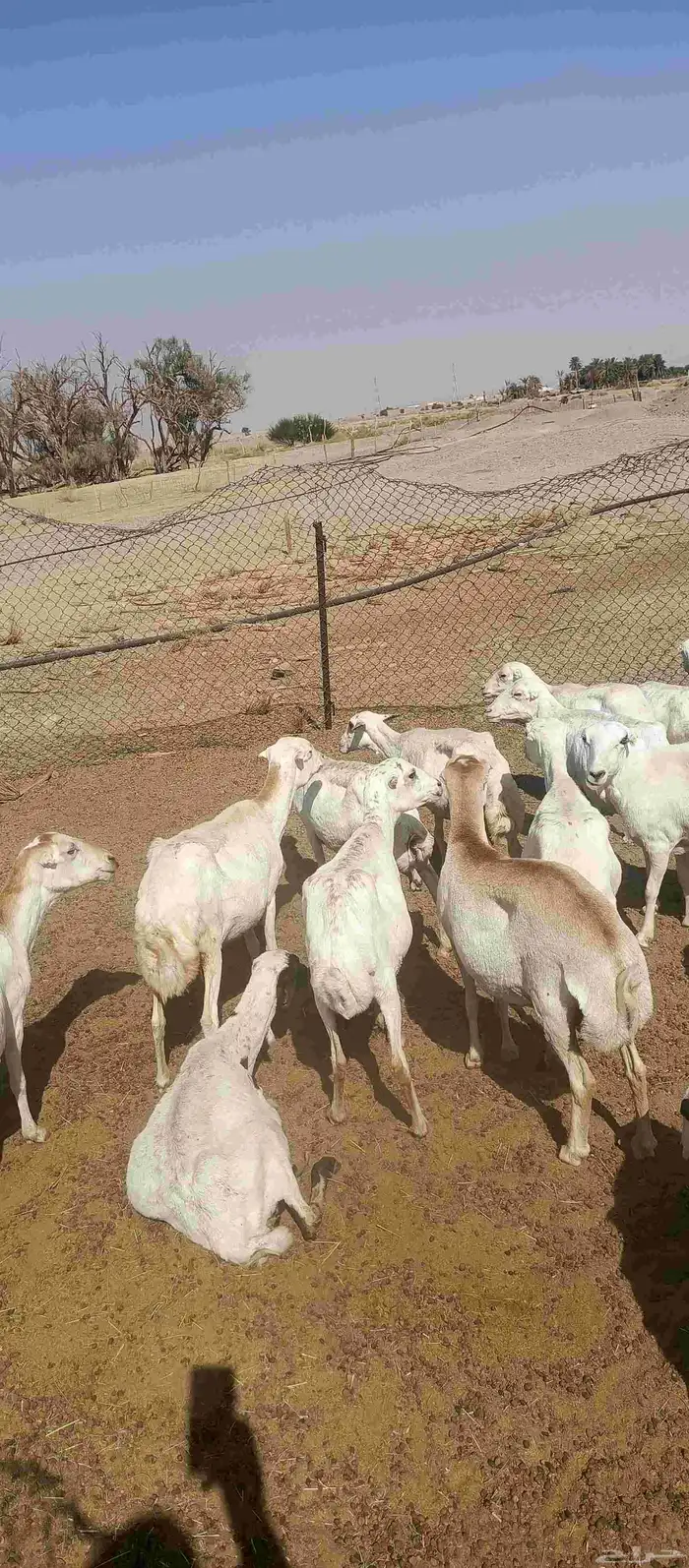 غنم رفيدي رغث 5