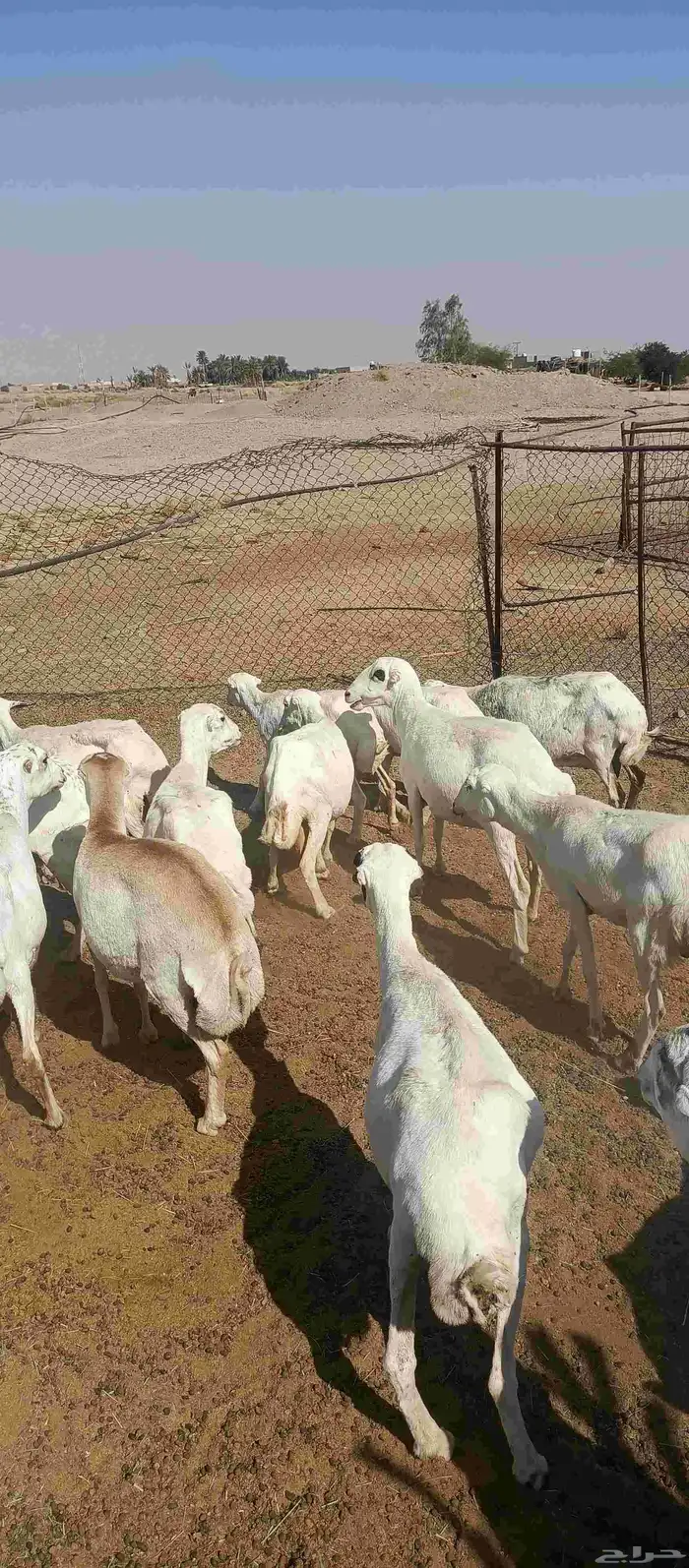 غنم رفيدي رغث 6