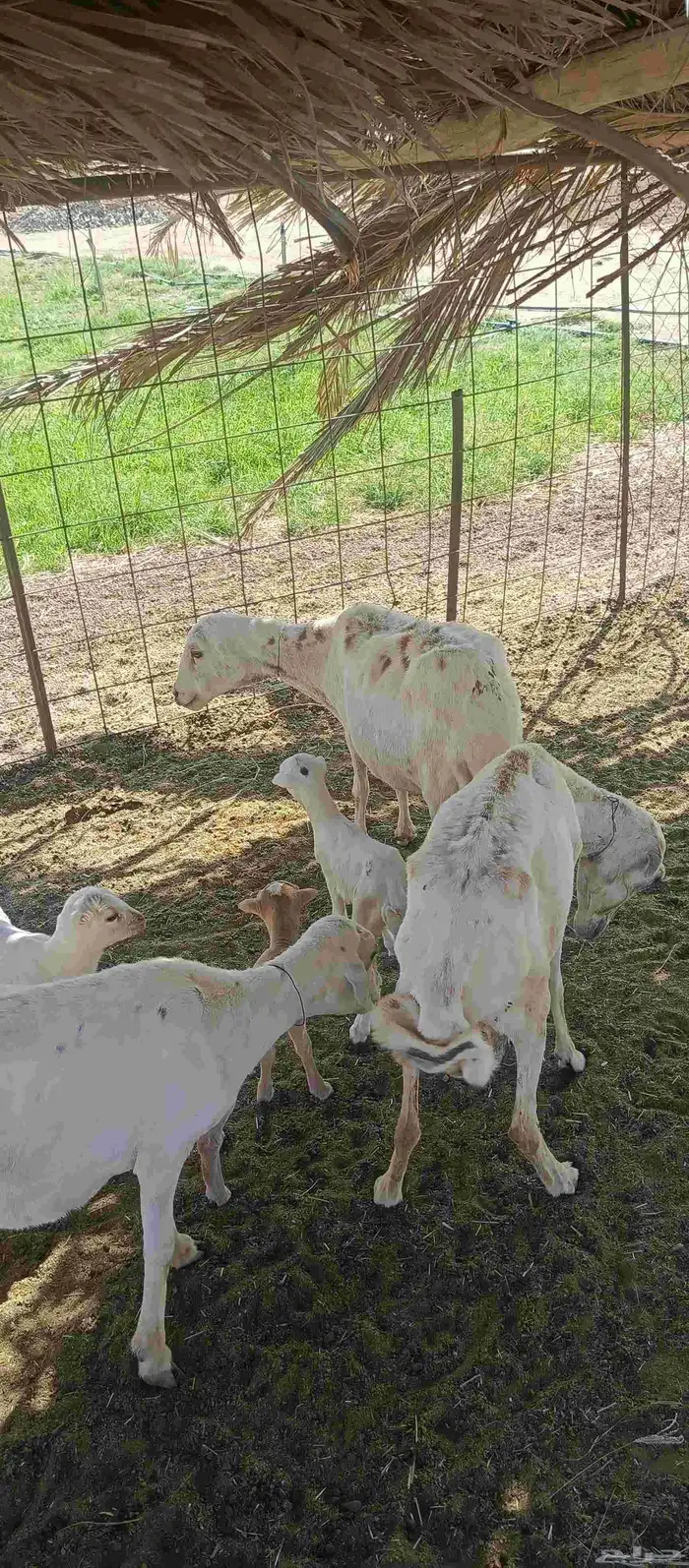 غنم رفيدي رغث 2