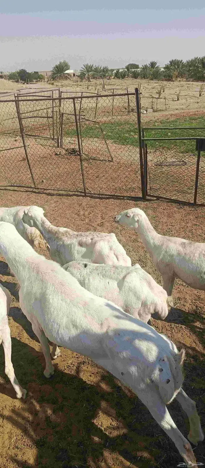 غنم رفيدي رغث 4