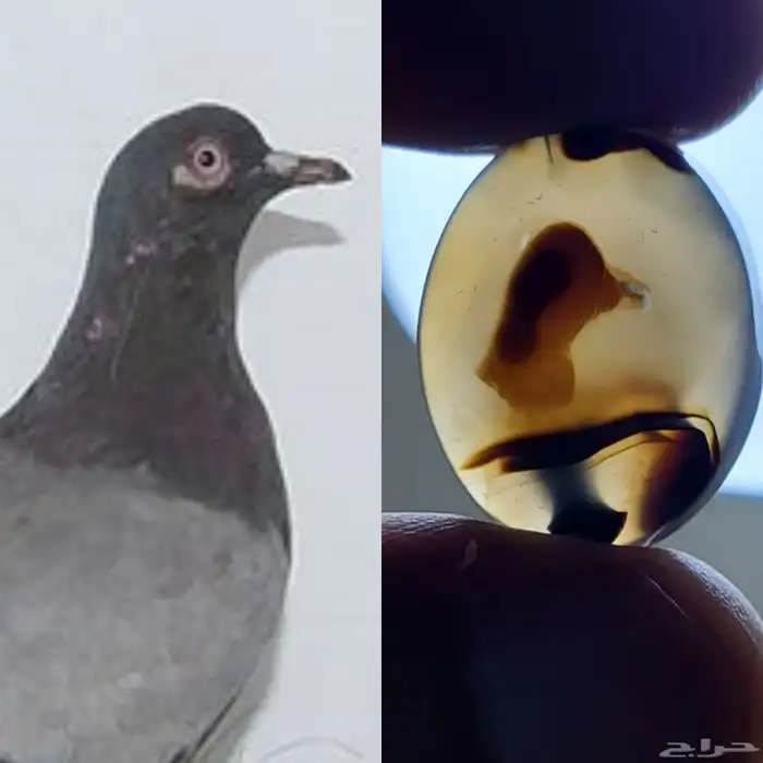 حجر عقيق يمني مصور حوت طبيعي 2