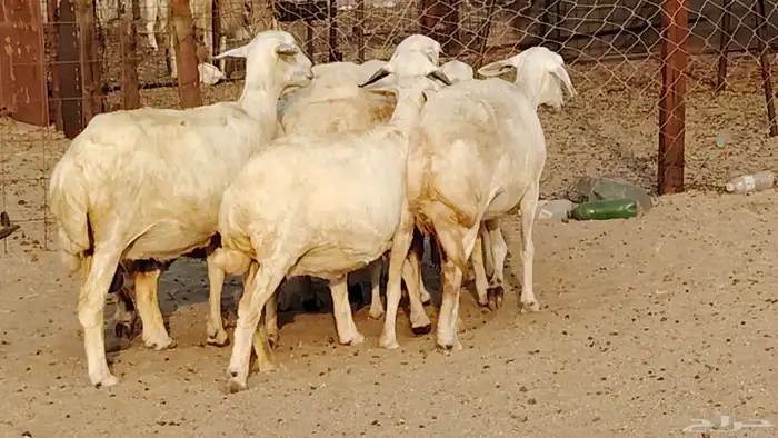 غنم حريه دفيع واصل 8 رأس غنم جروم 9