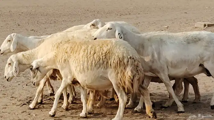 غنم حريه دفيع واصل 8 رأس غنم جروم 34