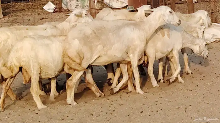 غنم حريه دفيع واصل 8 رأس غنم جروم 10