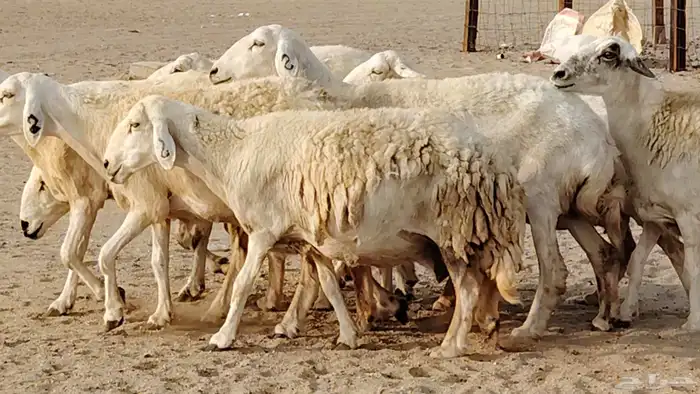 غنم حريه دفيع واصل 8 رأس غنم جروم 3