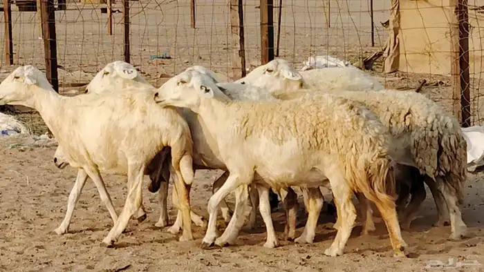 غنم حريه دفيع واصل 8 رأس غنم جروم 11