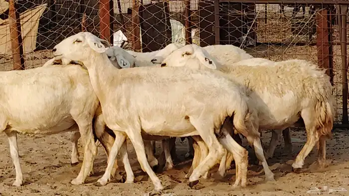 غنم حريه دفيع واصل 8 رأس غنم جروم 12