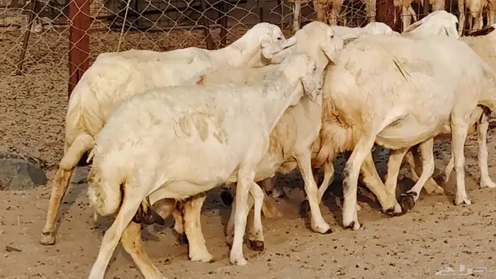 غنم حريه دفيع واصل 8 رأس غنم جروم 5