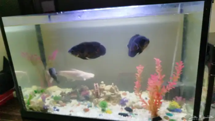 سمك مع حوض 0