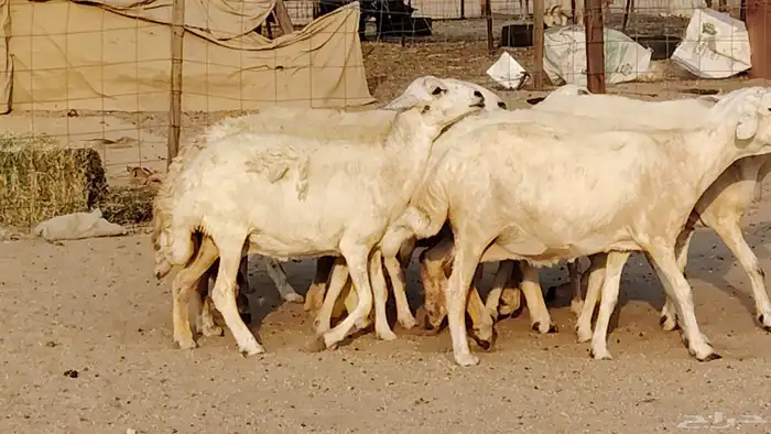 غنم حريه دفيع واصل 8 رأس غنم جروم 18