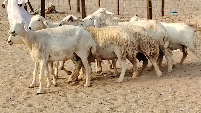 غنم حريه دفيع واصل 8 رأس غنم جروم 17