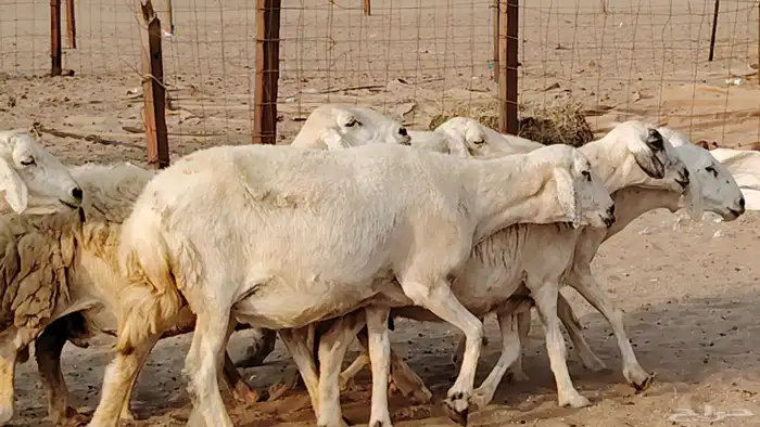 غنم حريه دفيع واصل 8 رأس غنم جروم 1