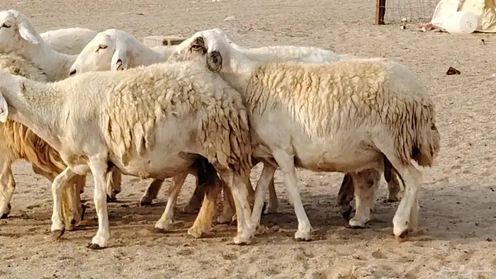 غنم حريه دفيع واصل 8 رأس غنم جروم 28