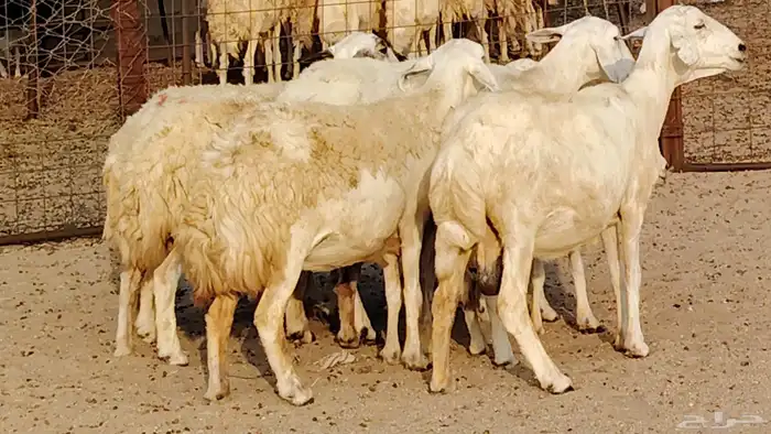 غنم حريه دفيع واصل 8 رأس غنم جروم 35