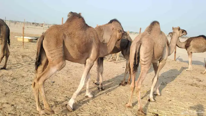 بكار عوادي زييينه العدد 7 0