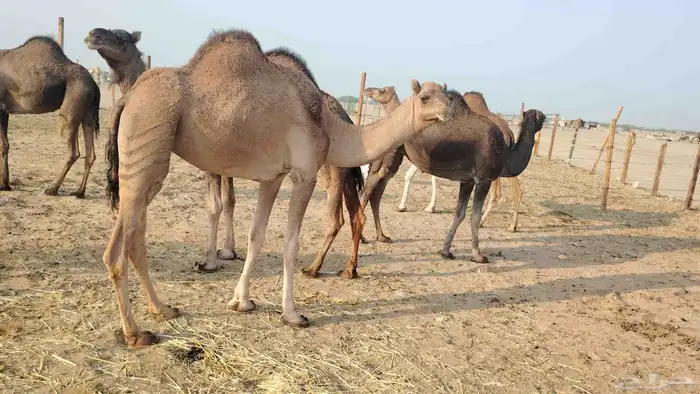 بكار عوادي زييينه العدد 7 5