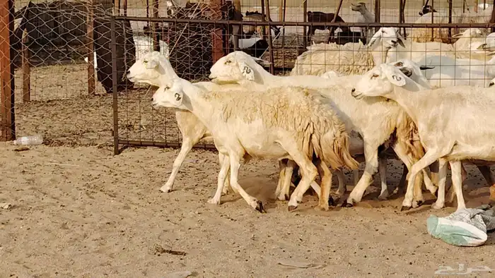 غنم حريه دفيع واصل 8 رأس غنم جروم 14