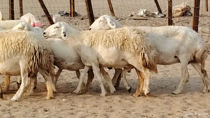 غنم حريه دفيع واصل 8 رأس غنم جروم 2