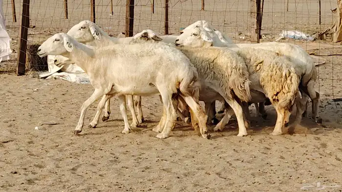 غنم حريه دفيع واصل 8 رأس غنم جروم 21