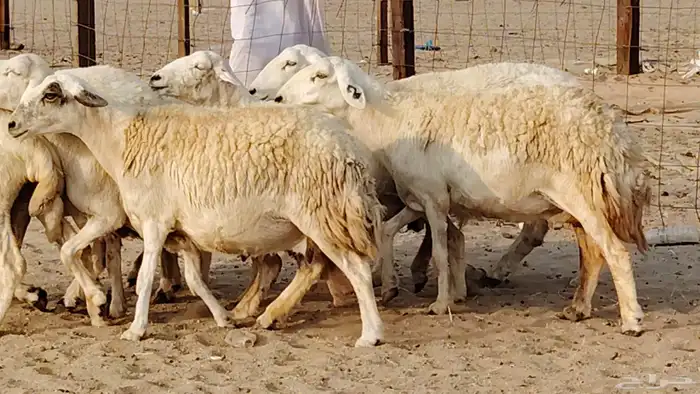 غنم حريه دفيع واصل 8 رأس غنم جروم 0
