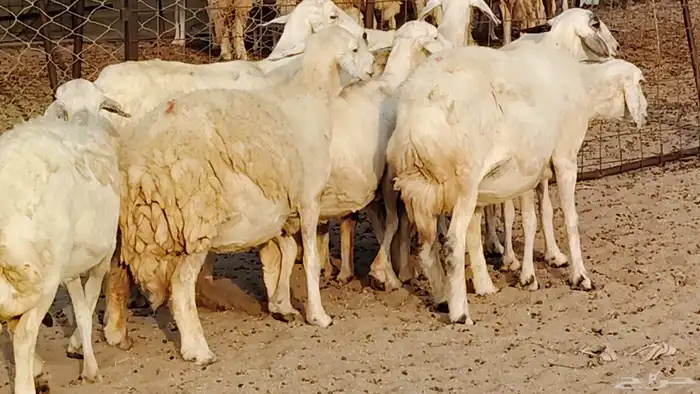 غنم حريه دفيع واصل 8 رأس غنم جروم 6