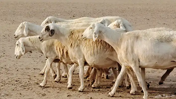 غنم حريه دفيع واصل 8 رأس غنم جروم 26