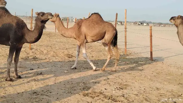 بكار عوادي زييينه العدد 7 1