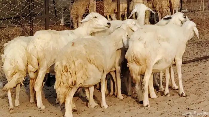 غنم حريه دفيع واصل 8 رأس غنم جروم 8