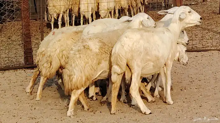 غنم حريه دفيع واصل 8 رأس غنم جروم 20