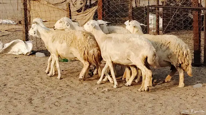 غنم حريه دفيع واصل 8 رأس غنم جروم 13