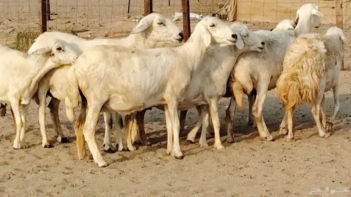 غنم حريه دفيع واصل 8 رأس غنم جروم 38