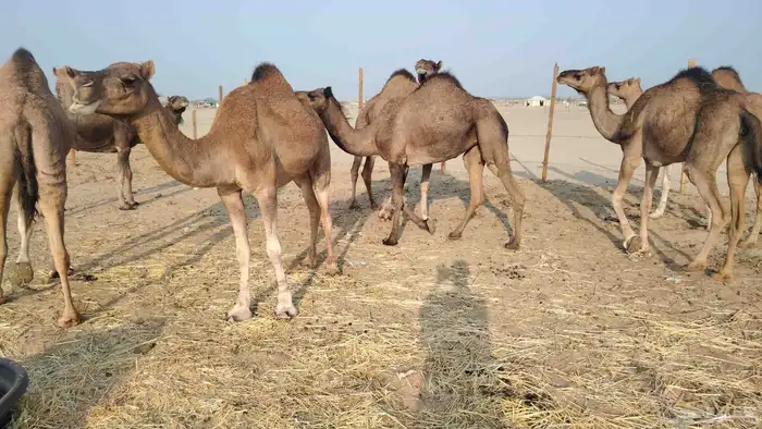 بكار عوادي زييينه العدد 7 4