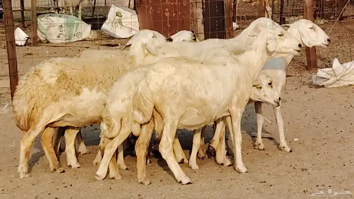 غنم حريه دفيع واصل 8 رأس غنم جروم 19
