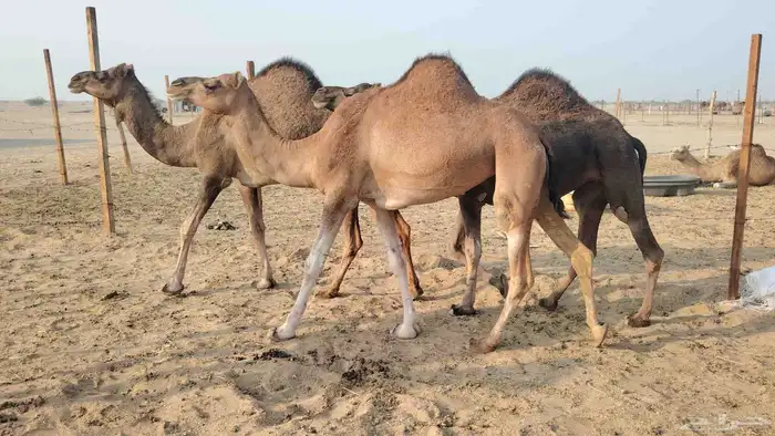 بكار عوادي زييينه العدد 7 2