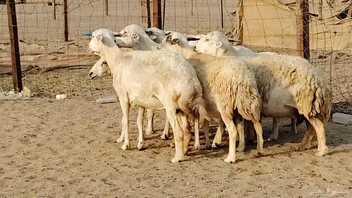 غنم حريه دفيع واصل 8 رأس غنم جروم 15