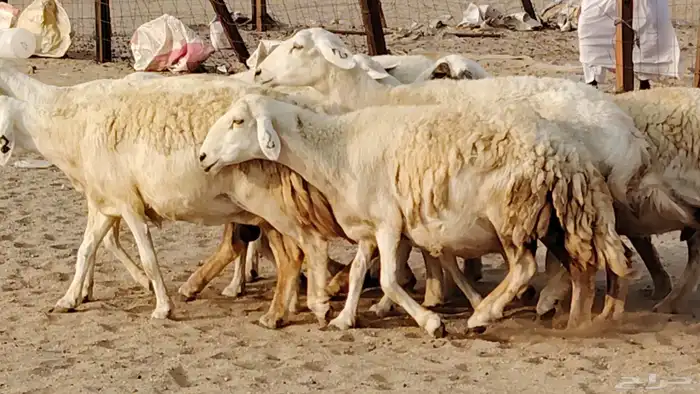 غنم حريه دفيع واصل 8 رأس غنم جروم 4