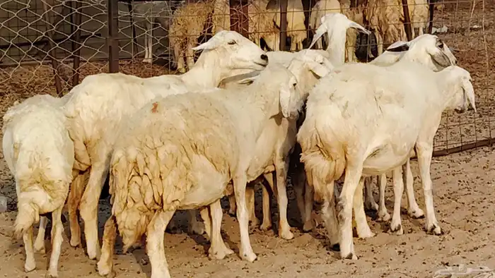غنم حريه دفيع واصل 8 رأس غنم جروم 7