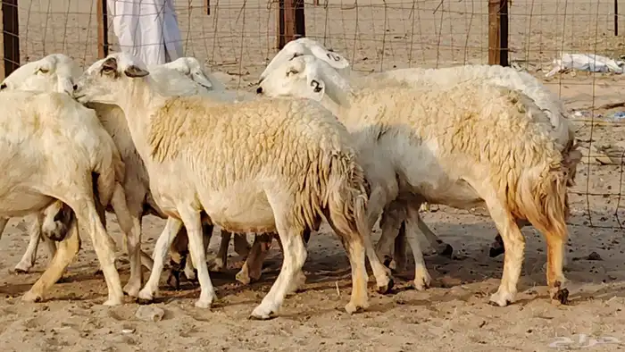 غنم حريه دفيع واصل 8 رأس غنم جروم 24