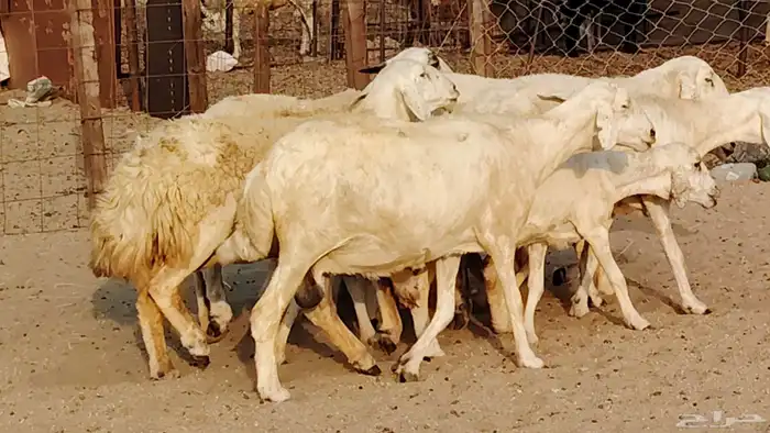 غنم حريه دفيع واصل 8 رأس غنم جروم 37