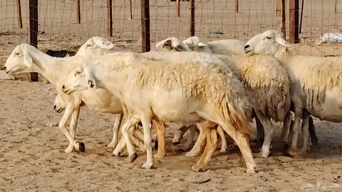 غنم حريه دفيع واصل 8 رأس غنم جروم 32