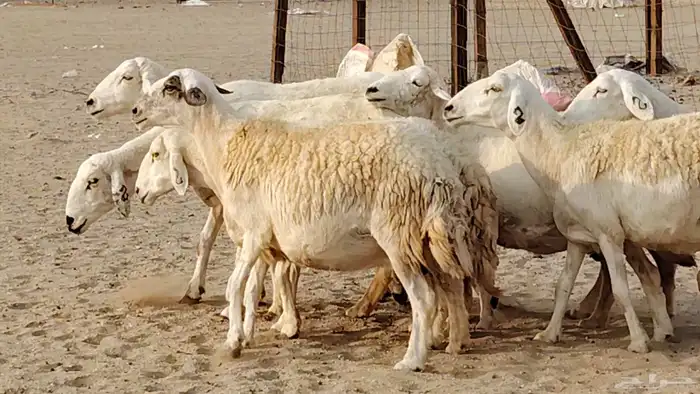 غنم حريه دفيع واصل 8 رأس غنم جروم 23