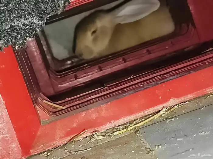 بيع أرانب جميلة ولطيفة 7