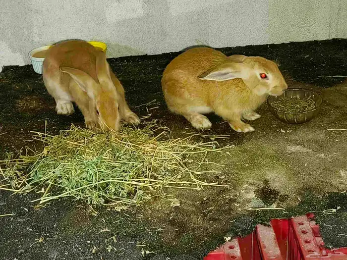 بيع أرانب جميلة ولطيفة 3