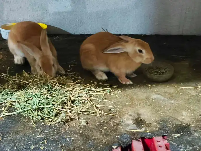 بيع أرانب جميلة ولطيفة 4