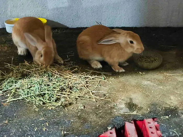 بيع أرانب جميلة ولطيفة 2