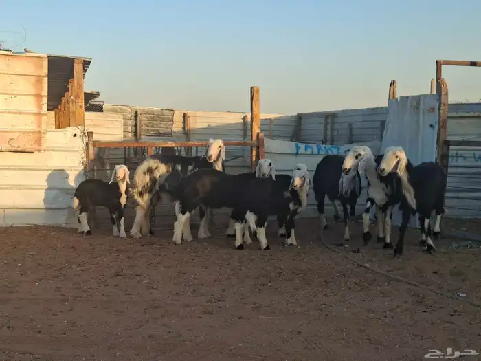 نجد 4 تحتها 4 3