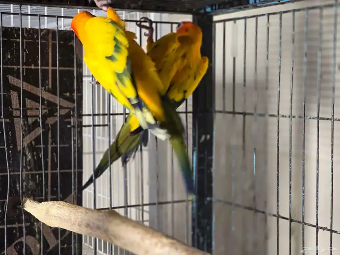 للبيع جوز صن كنيور منتج شرط 3